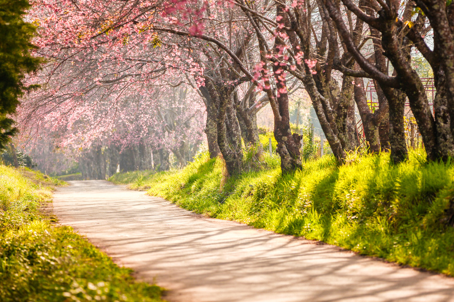 Beautiful road of cherry blossom