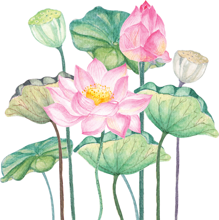 Pink Lotus Flowers Watercolor Painting